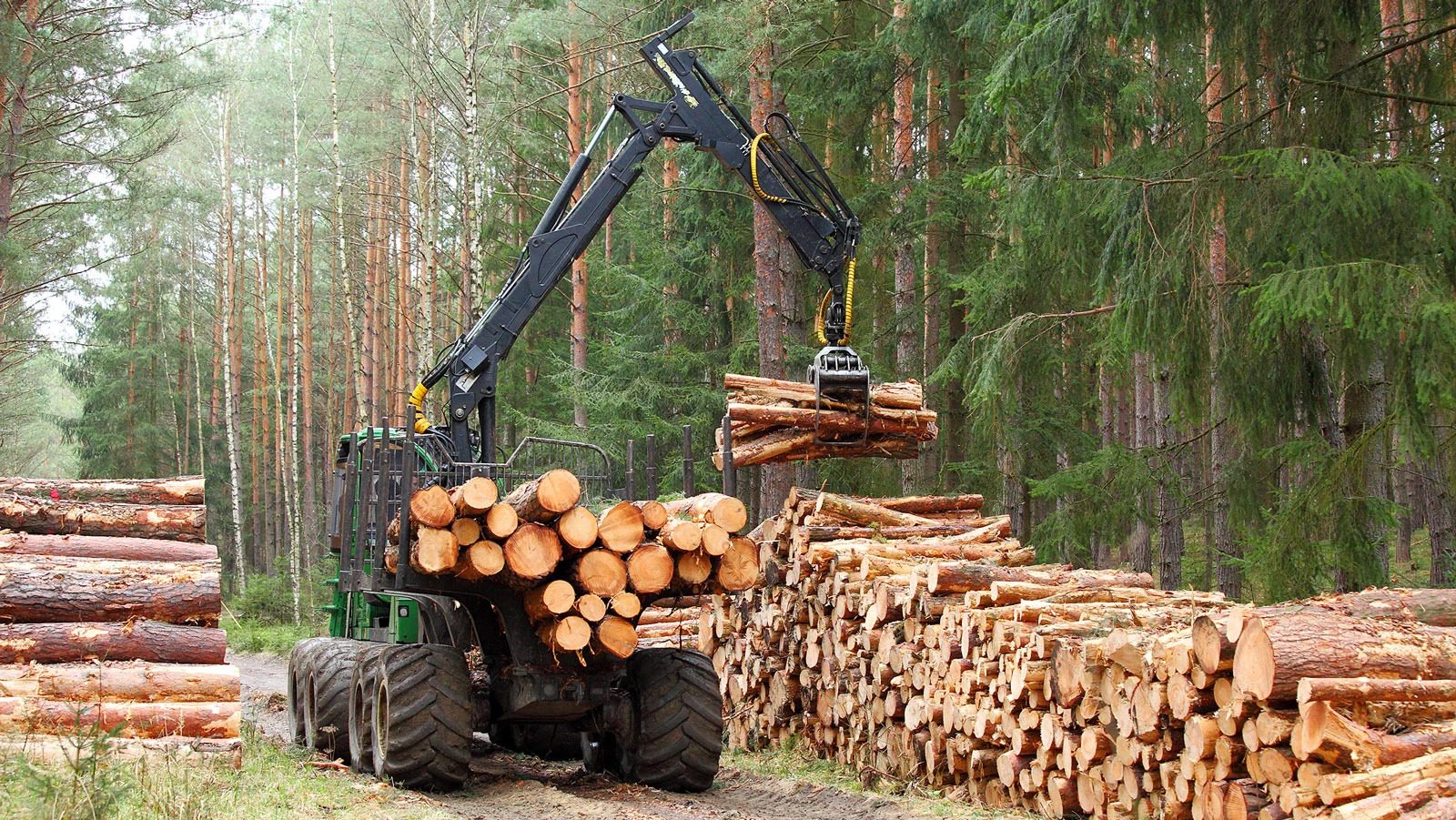 Forestry harvester loading pine logs in a Galician forest for transport to the sawmill